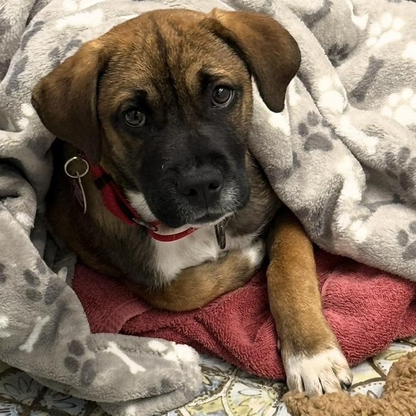 Sebastian, ADOPTABLE, Puppy Male Boxer & Shepherd.