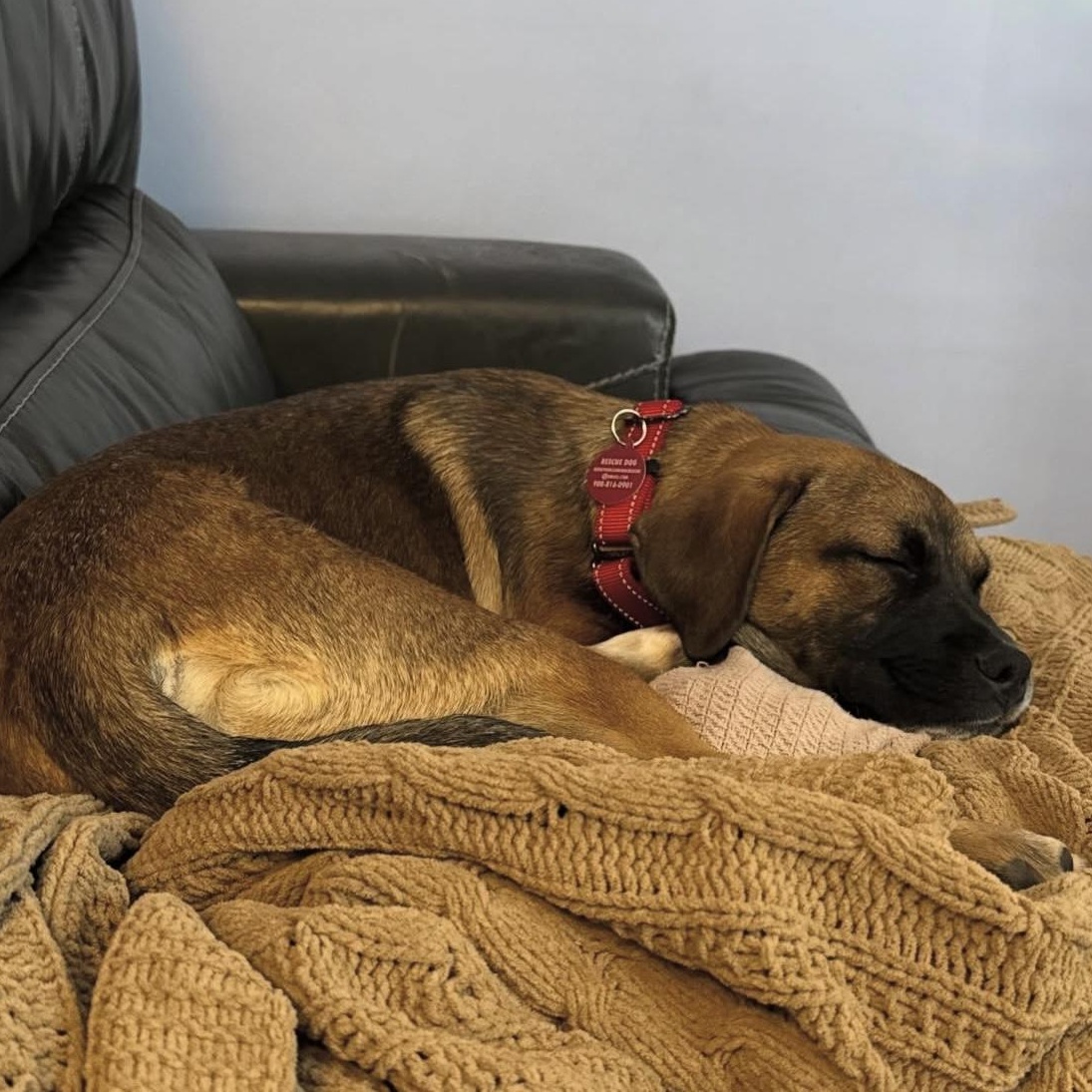 Sebastian, a ADOPTABLE mixed breed in South Plainfield, NJ image 5/5