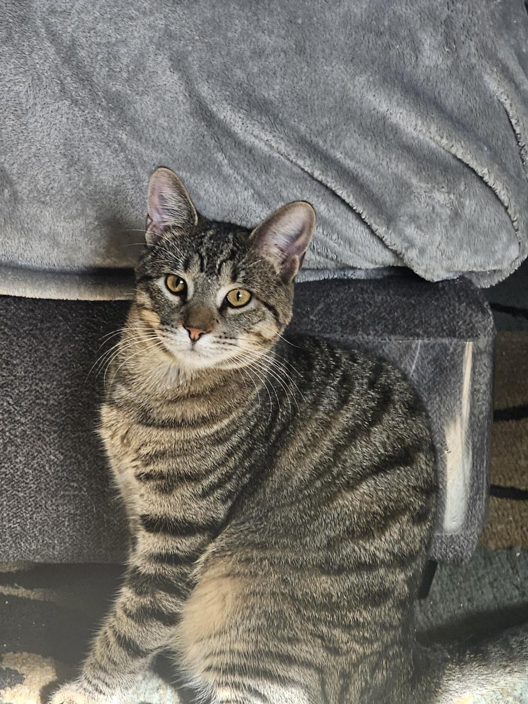 Benny, an adoptable mixed breed in Warwick, RI image 6/6