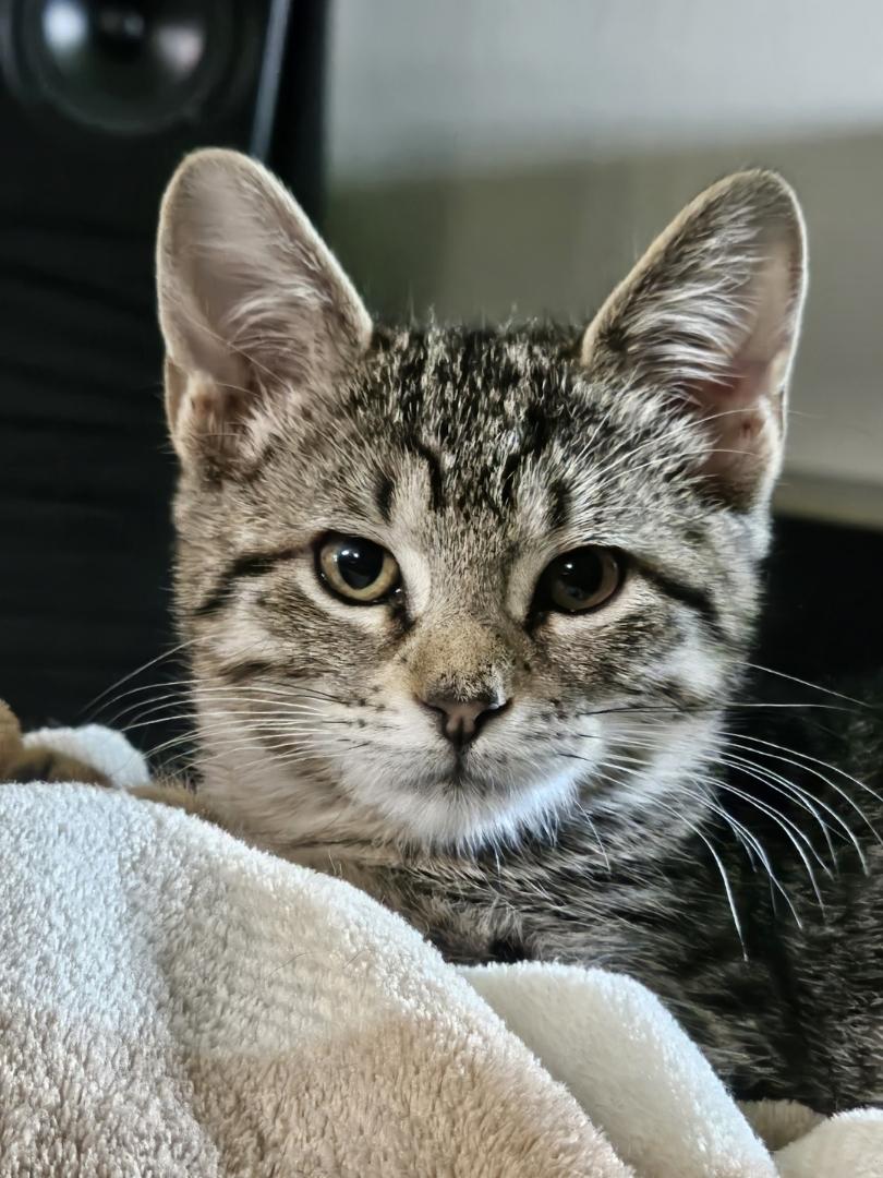 Benny, adoptable, Young Male Domestic Short Hair.