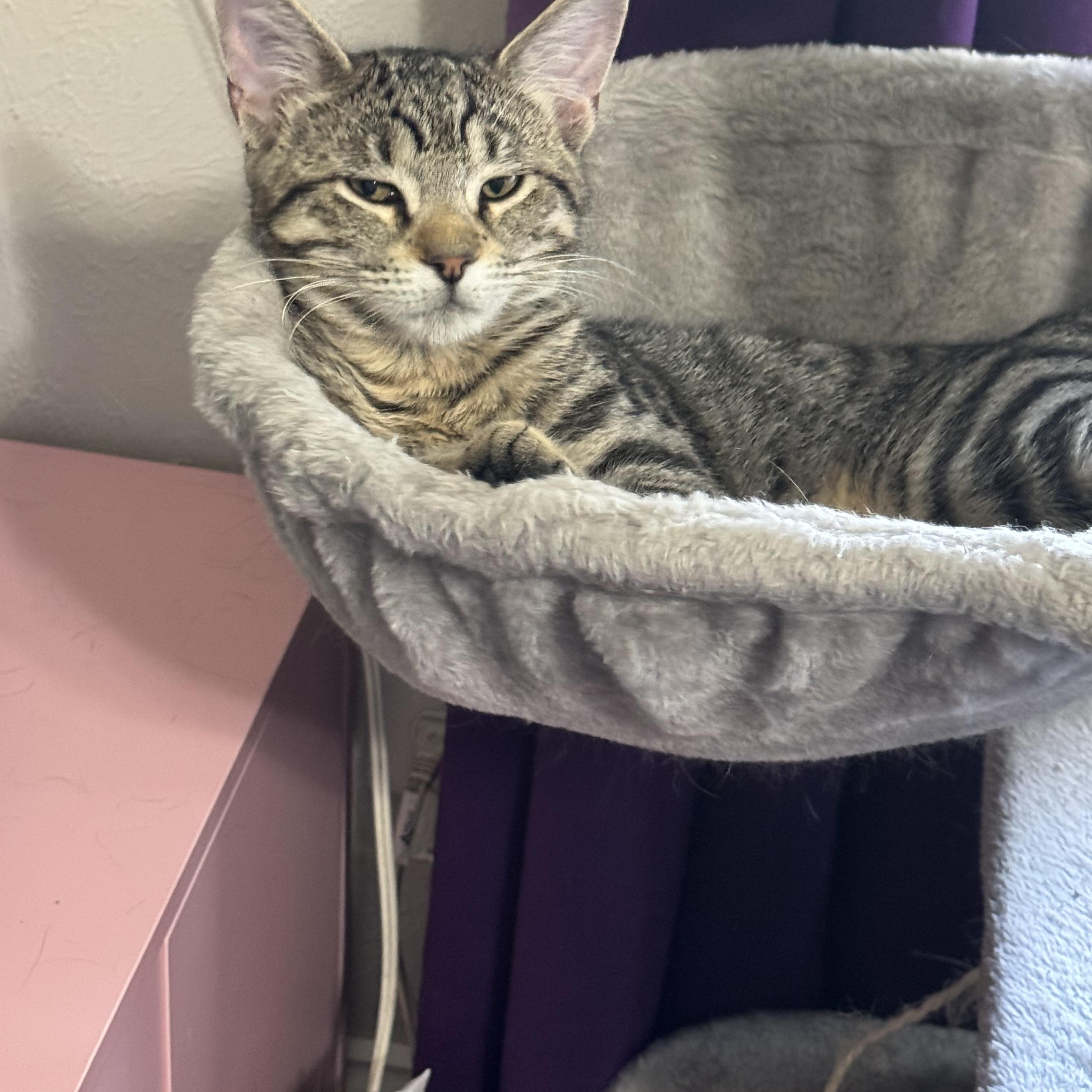 Benny, an adoptable mixed breed in Warwick, RI image 3/6