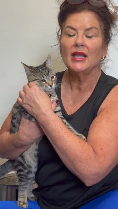 Enlarge Benny, an adoptable mixed breed in Warwick, RI video 4/6