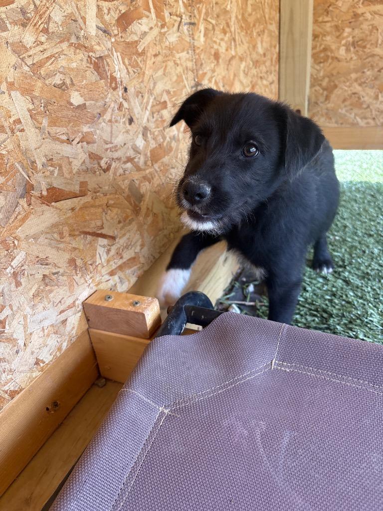 Mcmurdough Pup 1 AKA Princess, Adoptable, Puppy Female Mixed Breed.