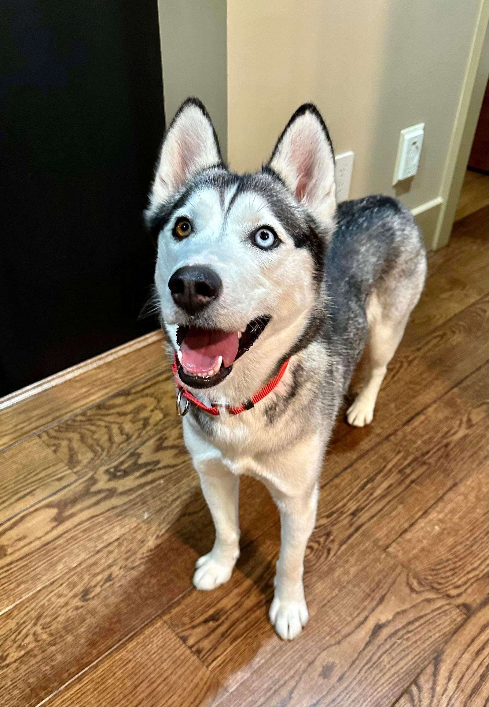 Enlarge Tundra, a Adopted Husky in Germantown, OH image 2/3