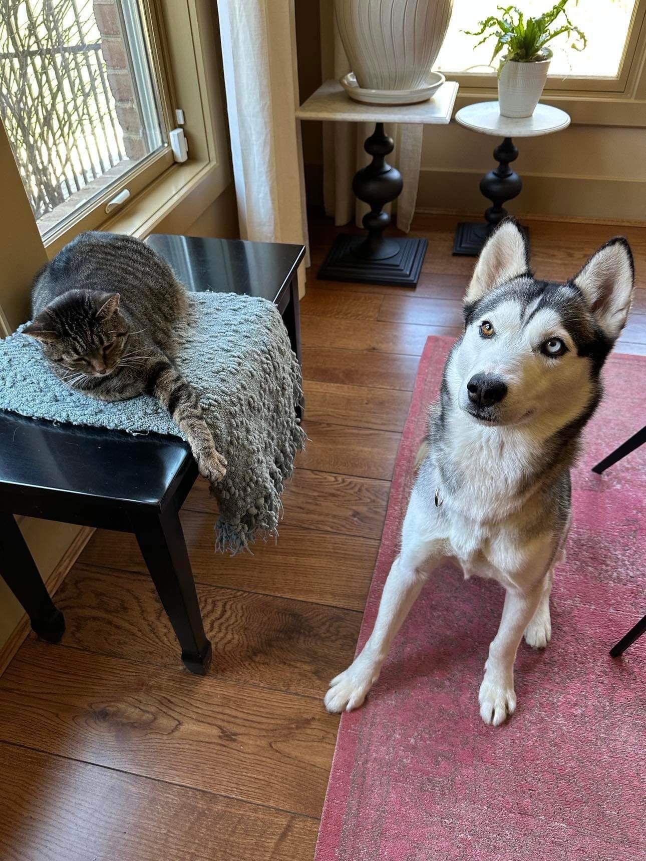 Enlarge Tundra, a Adopted Husky in Germantown, OH image 3/3