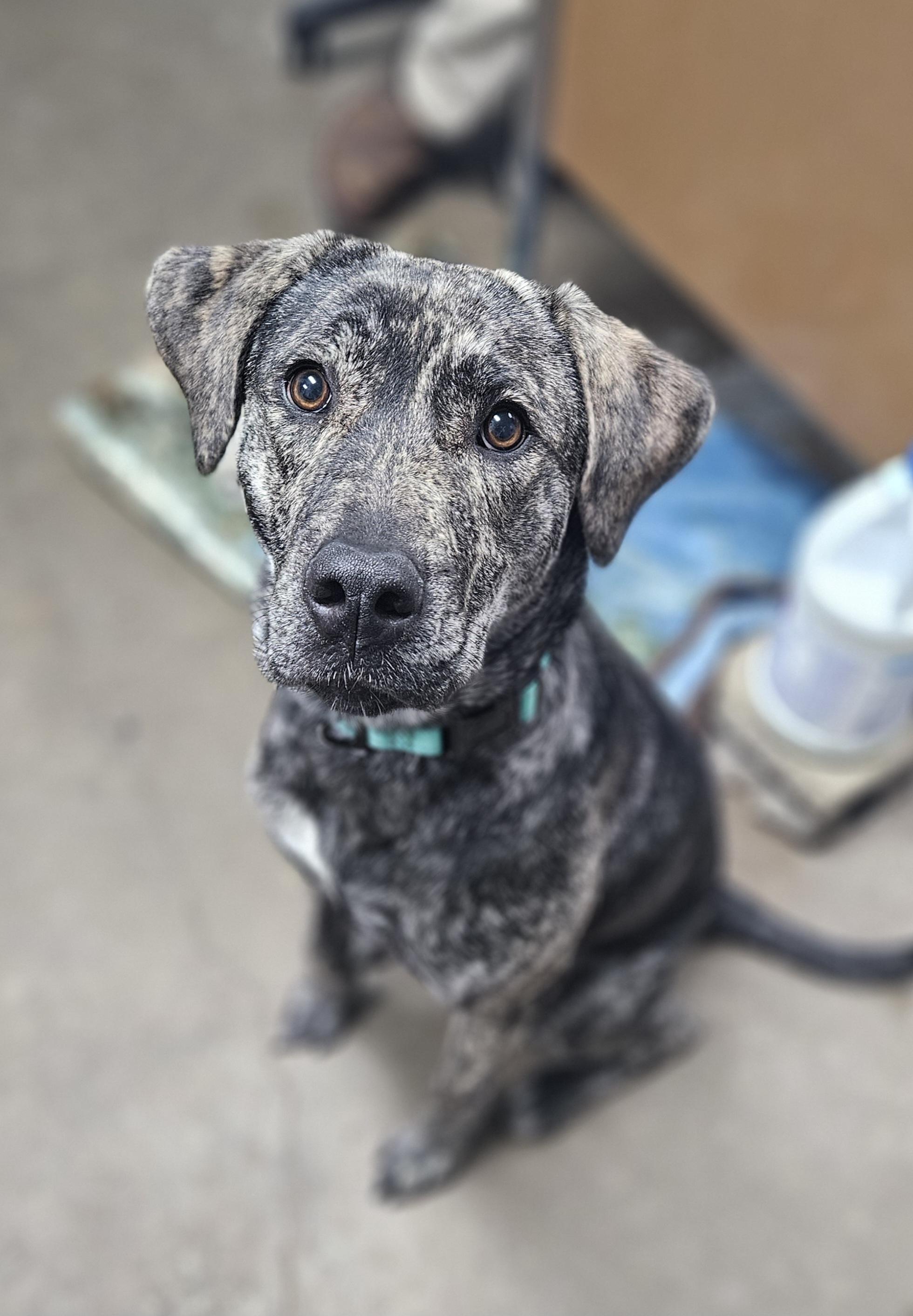 Enlarge Missy Misdemeanor, a Adopted mixed breed in New Philadelphia, OH image 1/1