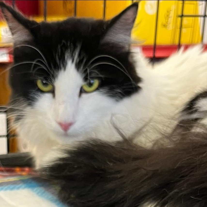 Natalie W., Adoptable, Adult Female Domestic Long Hair.