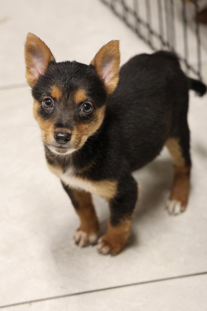 Teeny Tiny, Adoptable, Puppy Female Miniature Pinscher.