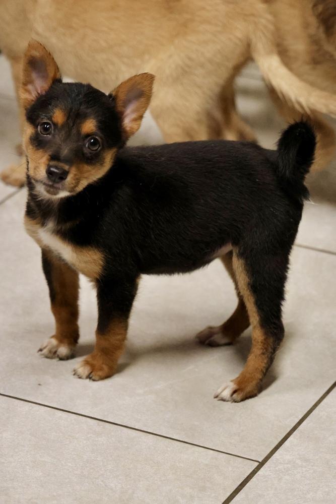 Enlarge Teeny Tiny, a Adoptable Miniature Pinscher in TUCSON, AZ image 2/6