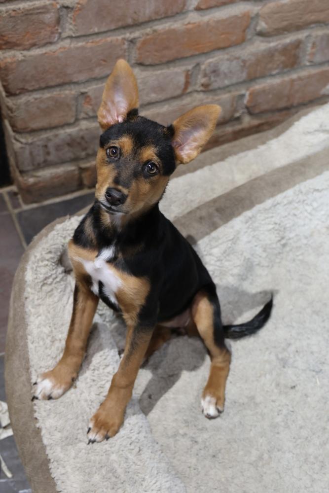 Enlarge Teeny Tiny, a Adoptable Miniature Pinscher in TUCSON, AZ image 3/6