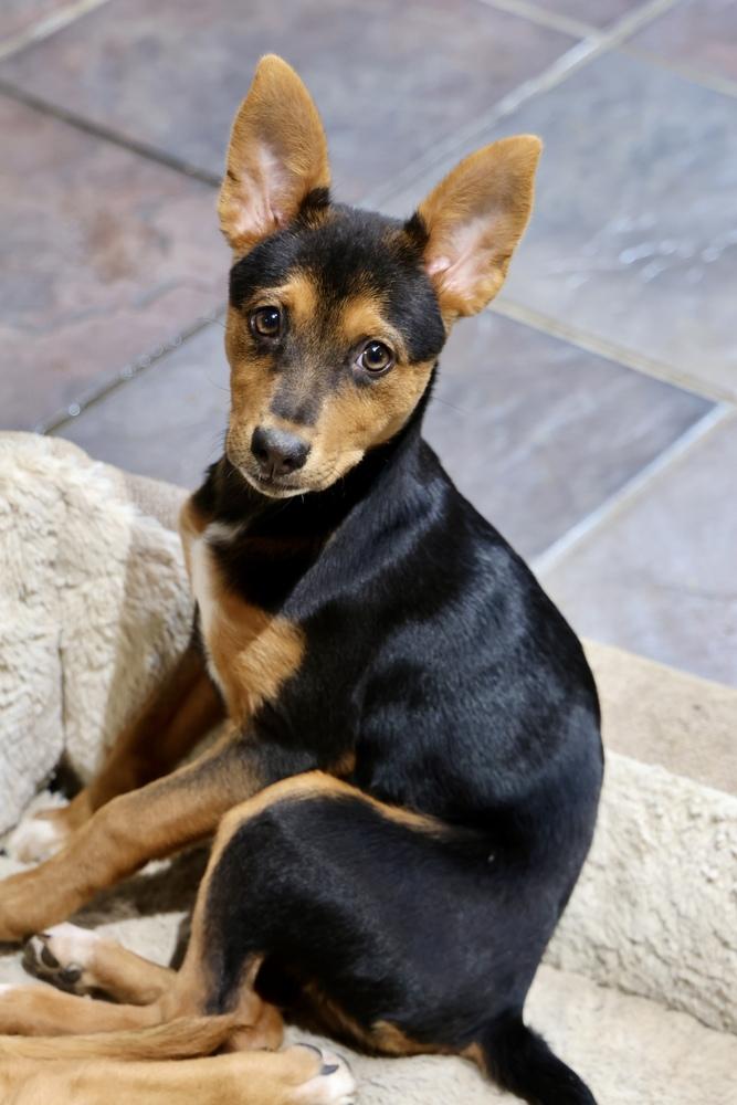 Enlarge Teeny Tiny, a Adoptable Miniature Pinscher in TUCSON, AZ image 4/6