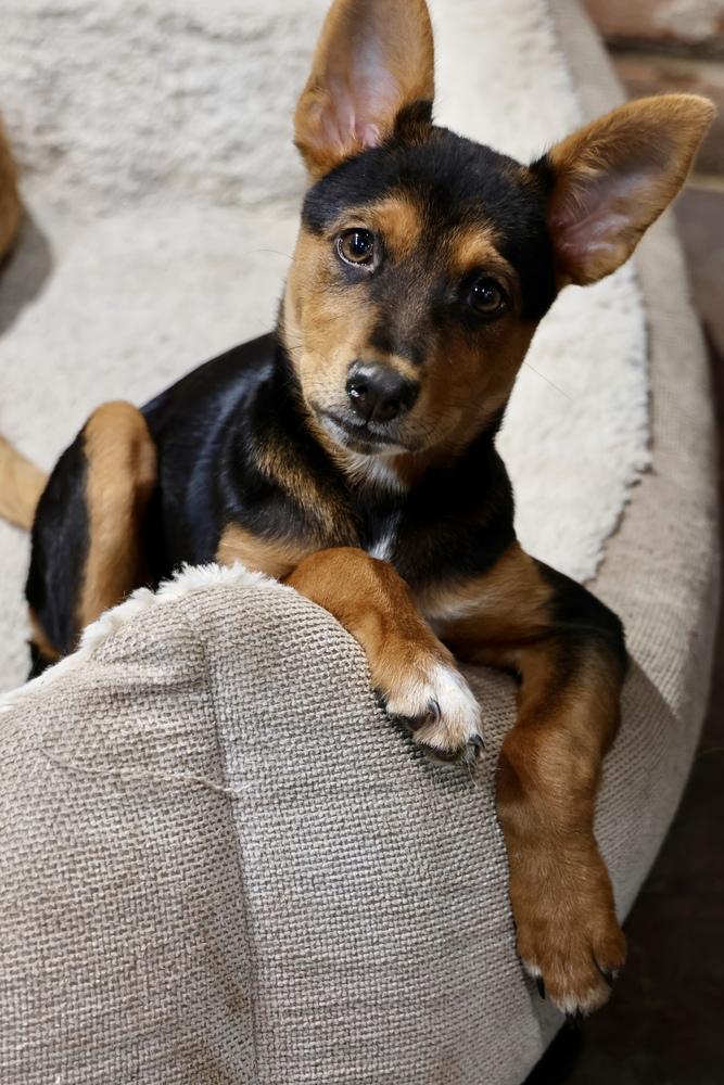 Enlarge Teeny Tiny, a Adoptable Miniature Pinscher in TUCSON, AZ image 5/6