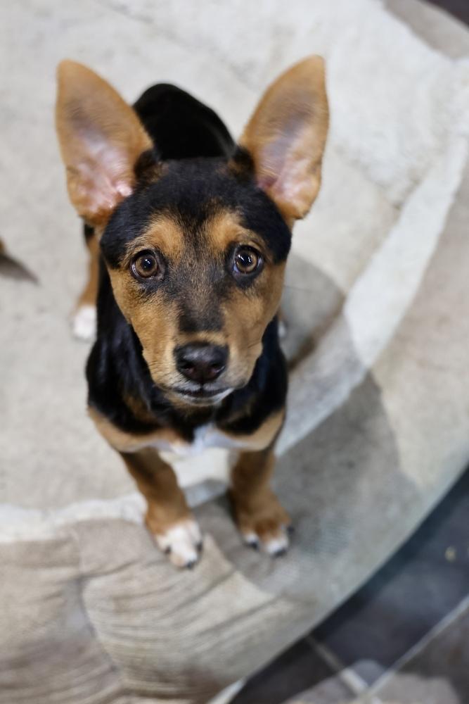 Enlarge Teeny Tiny, a Adoptable Miniature Pinscher in TUCSON, AZ image 6/6