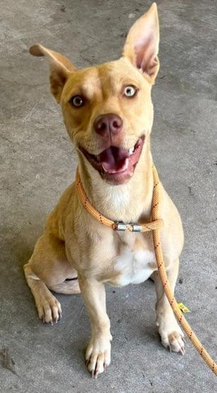 Frankie, Adoptable, Young Female Pit Bull Terrier.