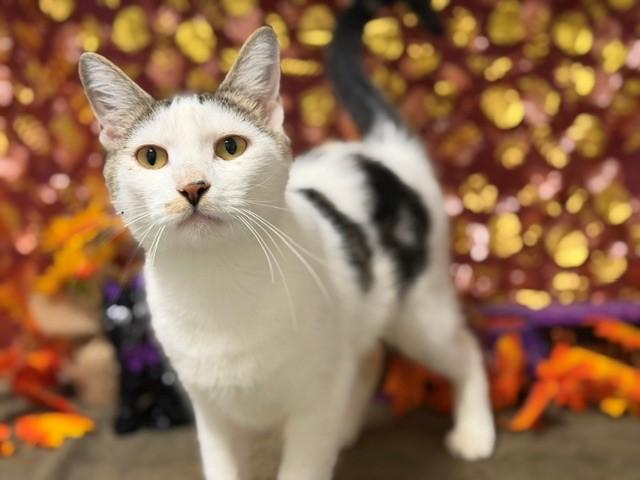 KIKI, Adoptable, Adult Female Domestic Short Hair.
