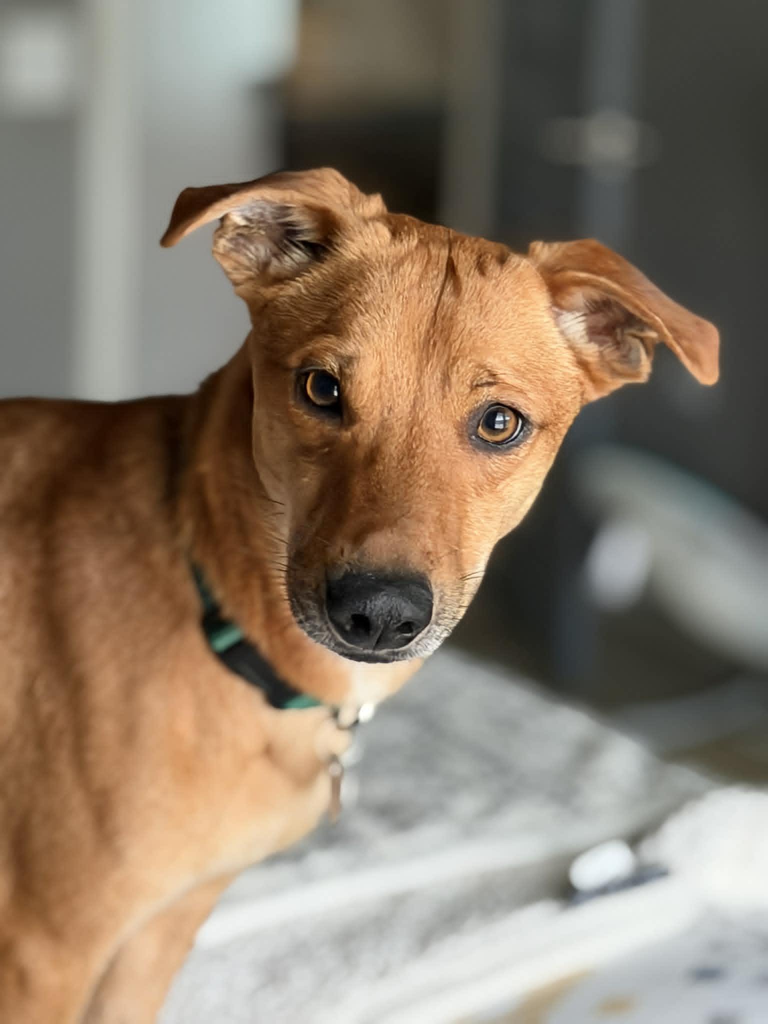 Fideo, Adoptable, Young Male Mixed Breed.