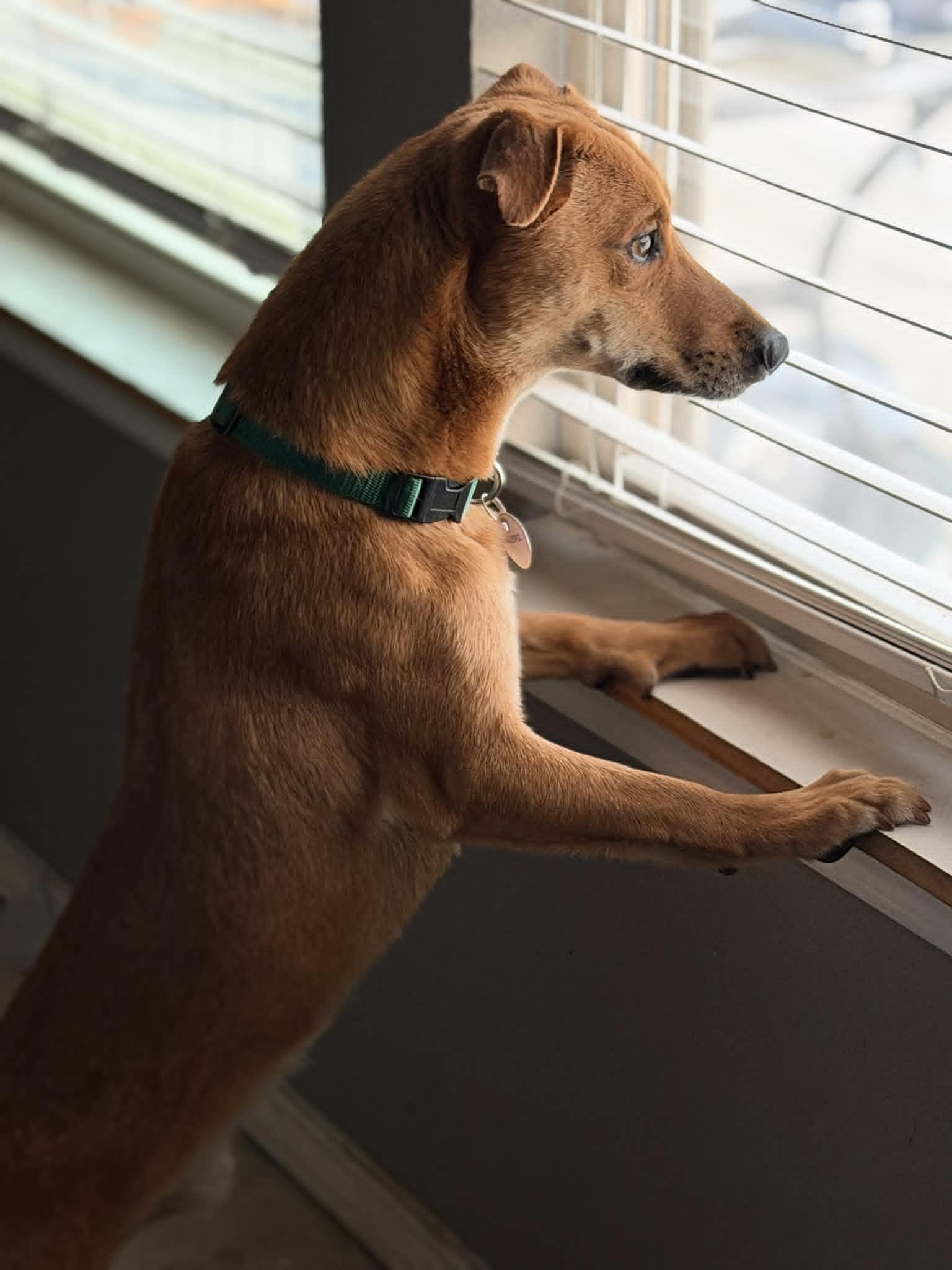 Fideo, a Adoptable Mixed Breed in PITTSBURGH, PA image 2/3