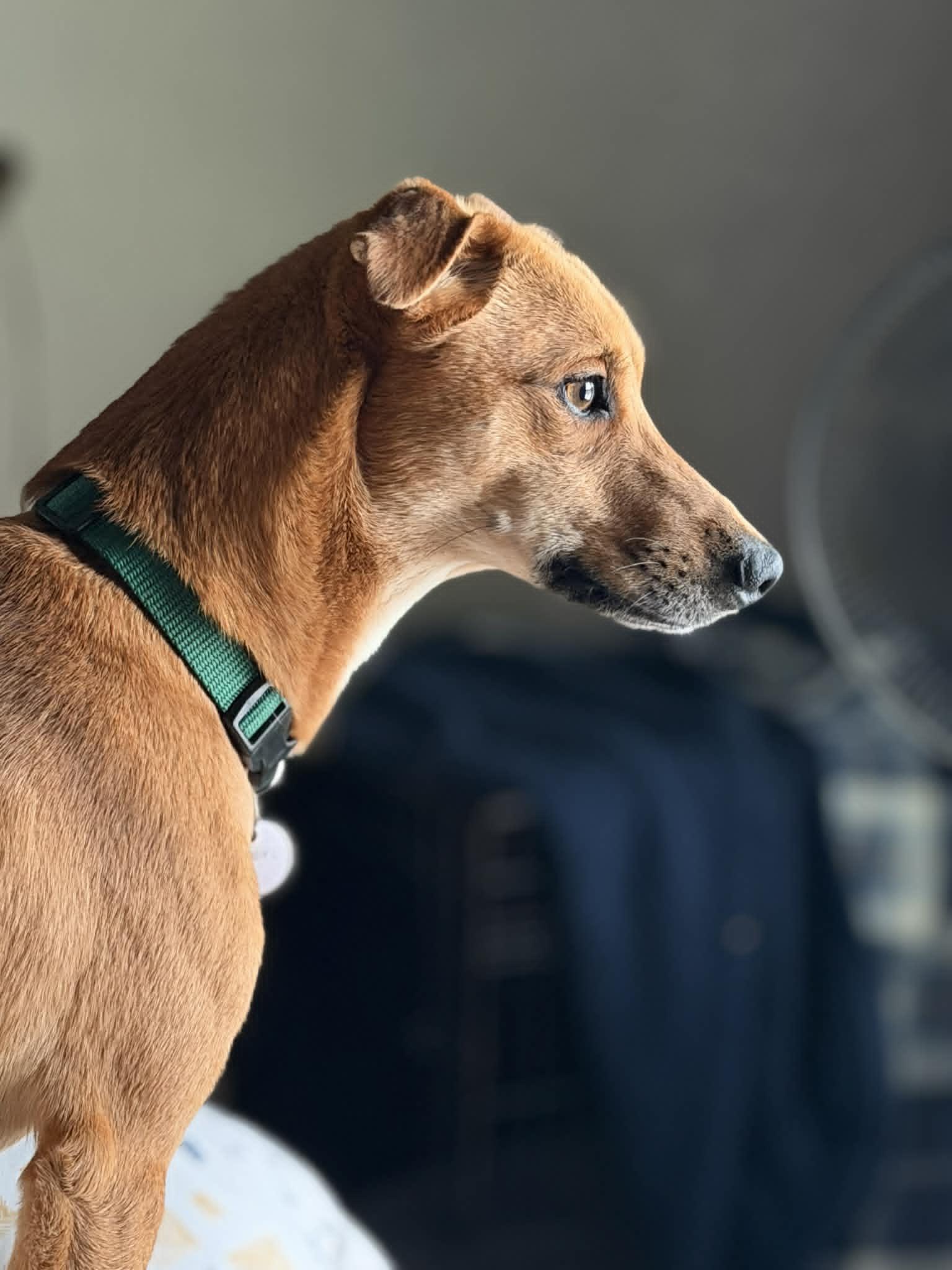 Fideo, a Adoptable Mixed Breed in PITTSBURGH, PA image 3/3