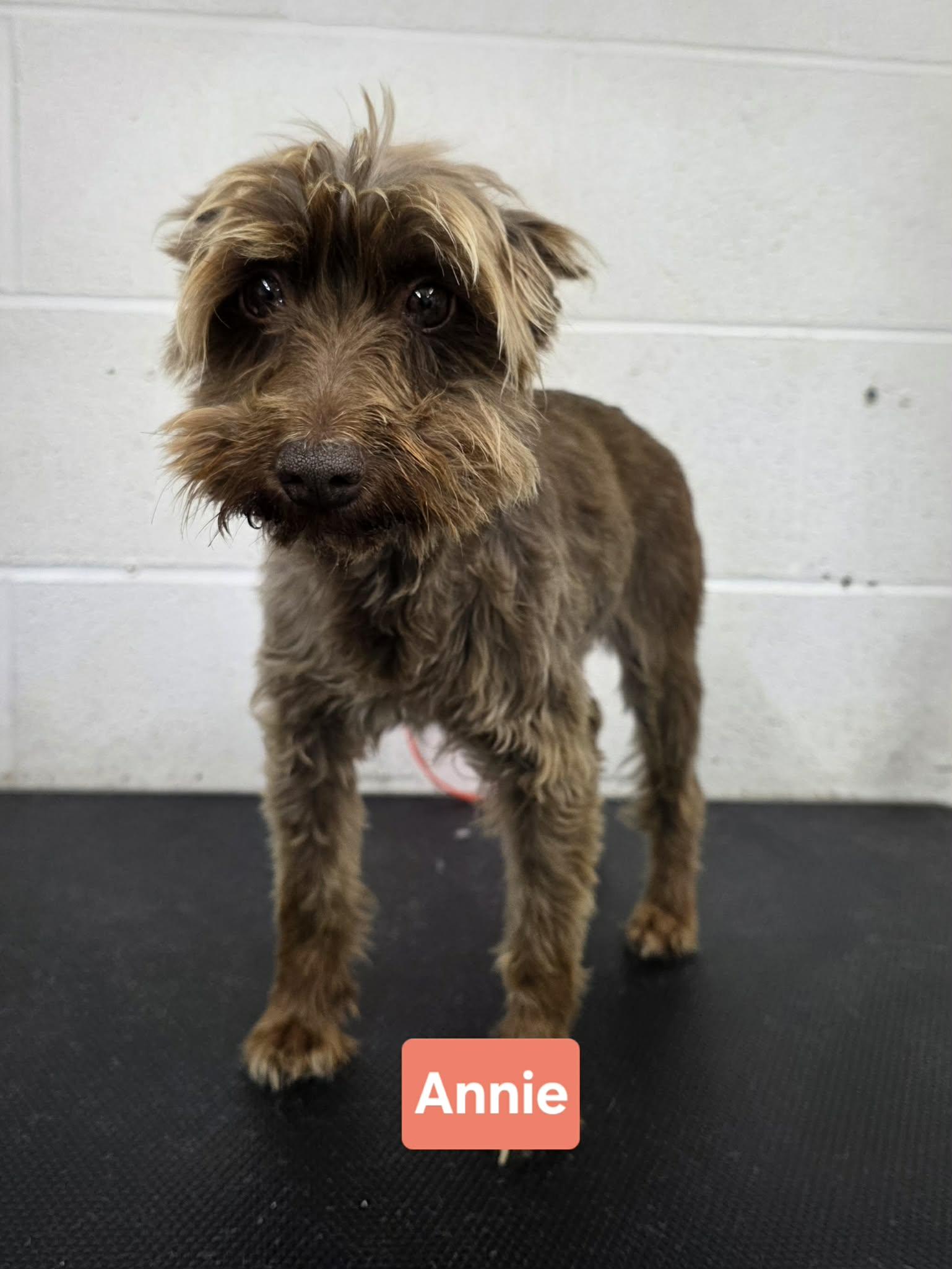 Annie, adopted, Adult Female Miniature Schnauzer.