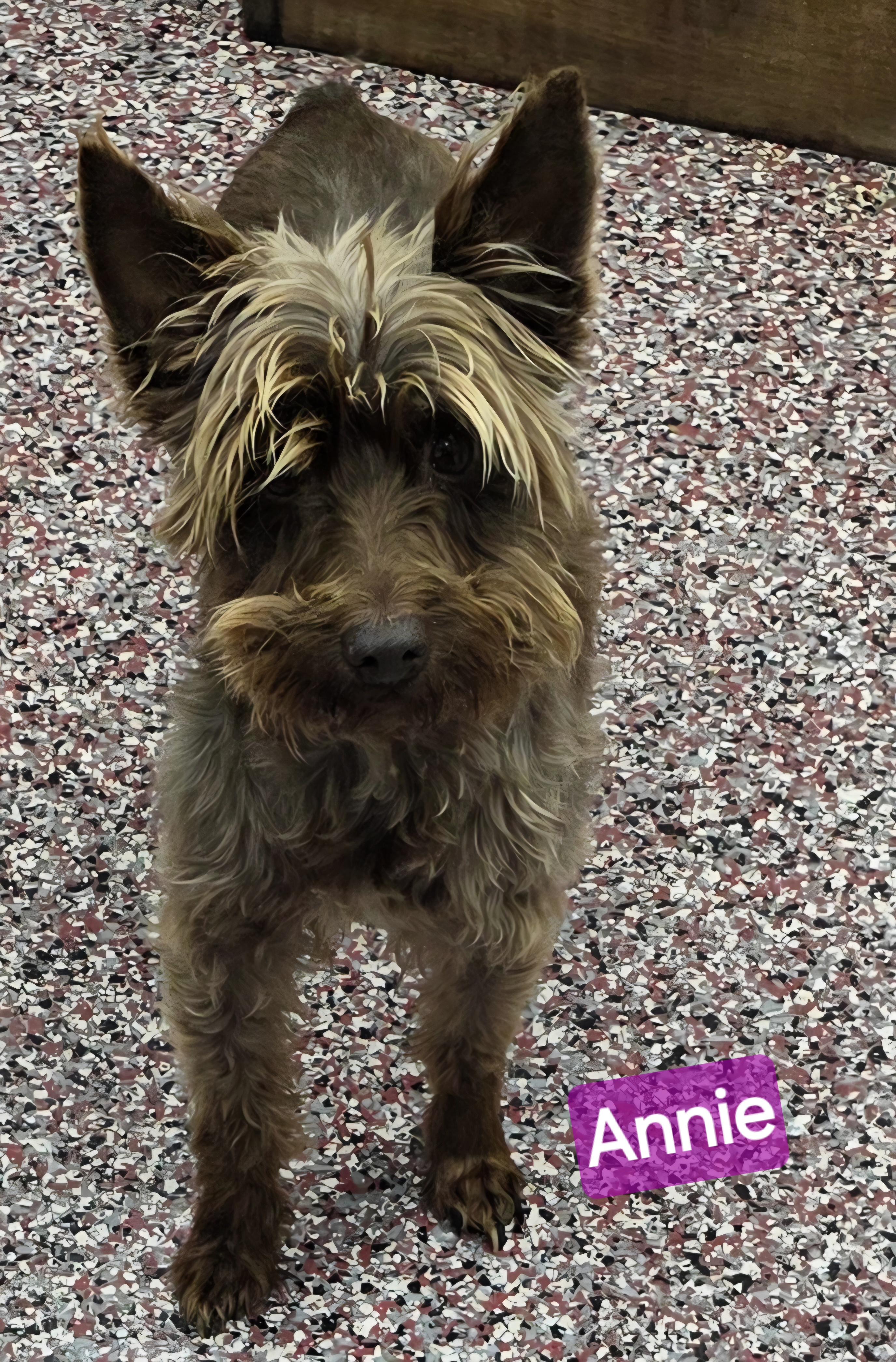 Annie, an adopted Miniature Schnauzer in Wheelersburg, OH image 3/3