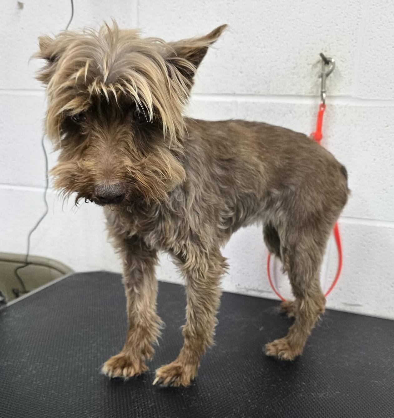 Annie, an adopted Miniature Schnauzer in Wheelersburg, OH image 2/3