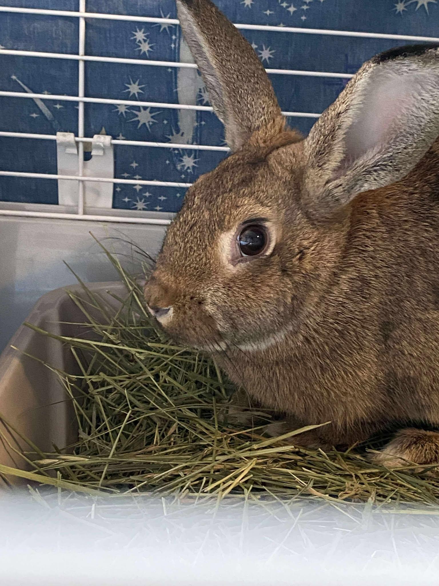 Barley *bonded to Rosalie*, a Adoptable mixed breed in Portland, ME image 4/6