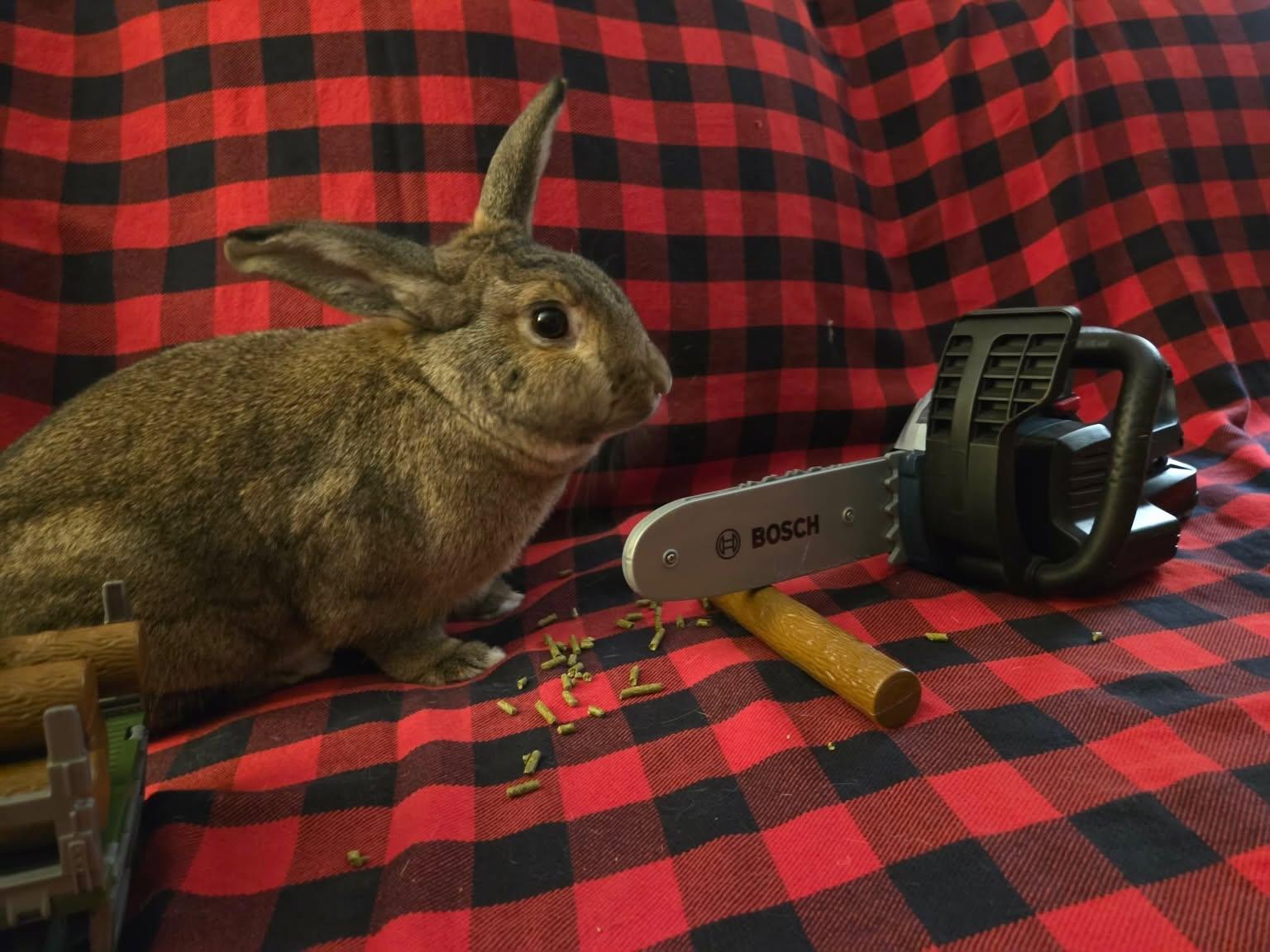 Barley *bonded to Rosalie*, Adoptable, Young Male Bunny Rabbit.