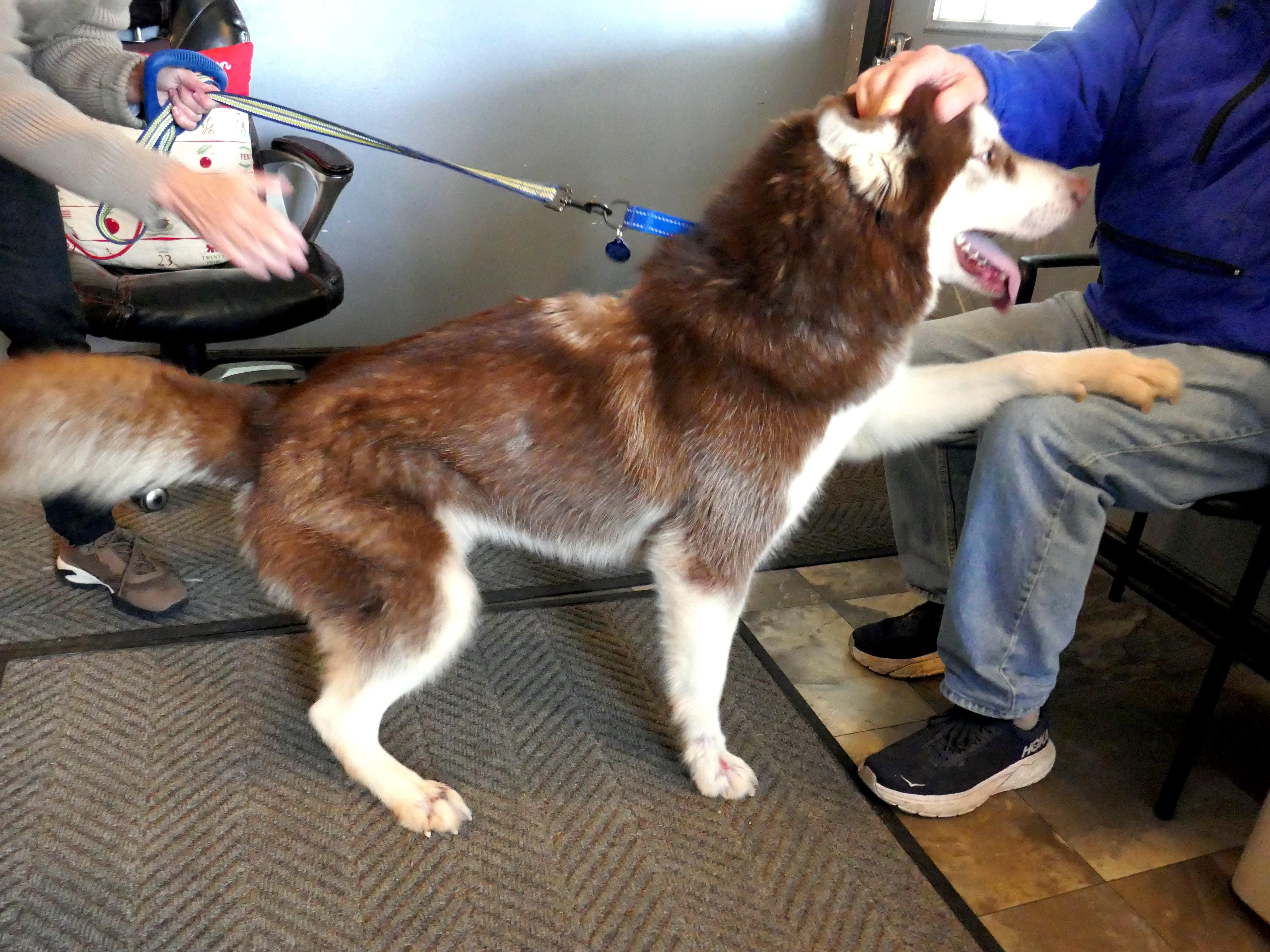 Enlarge BEAR-(See New Video! 2yo Poss Malberian, Big Boy Loves People & Dogs), a Adopted Siberian Husky in Indianapolis, IN image 4/6