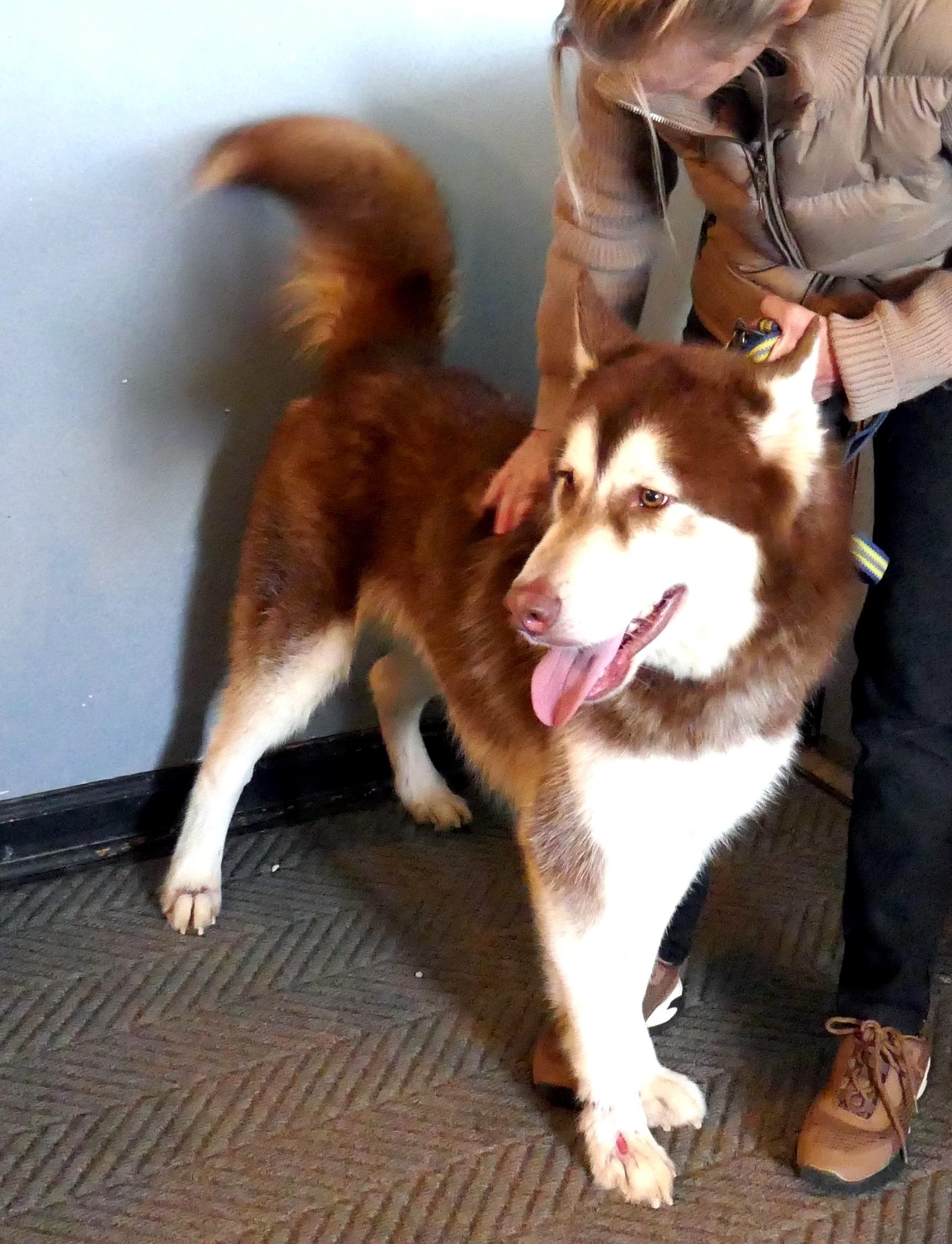 Enlarge BEAR-(See New Video! 2yo Poss Malberian, Big Boy Loves People & Dogs), a Adopted Siberian Husky in Indianapolis, IN image 6/6