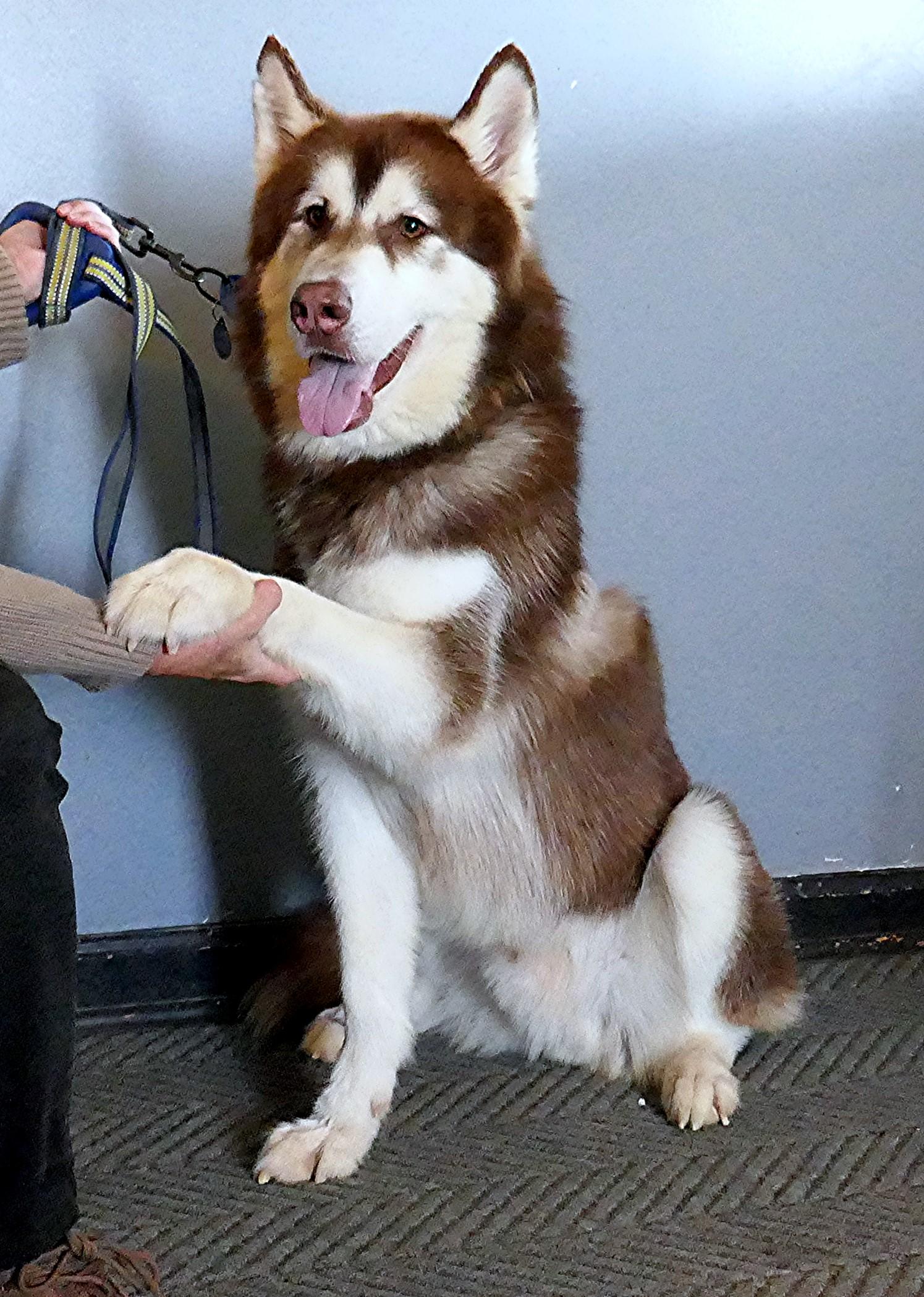Enlarge BEAR-(See New Video! 2yo Poss Malberian, Big Boy Loves People & Dogs), a Adopted Siberian Husky in Indianapolis, IN image 2/6