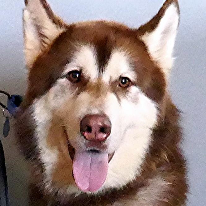 BEAR-(See New Video! 2yo Poss Malberian, Big Boy Loves People & Dogs), Adopted, Young Male Siberian Husky.