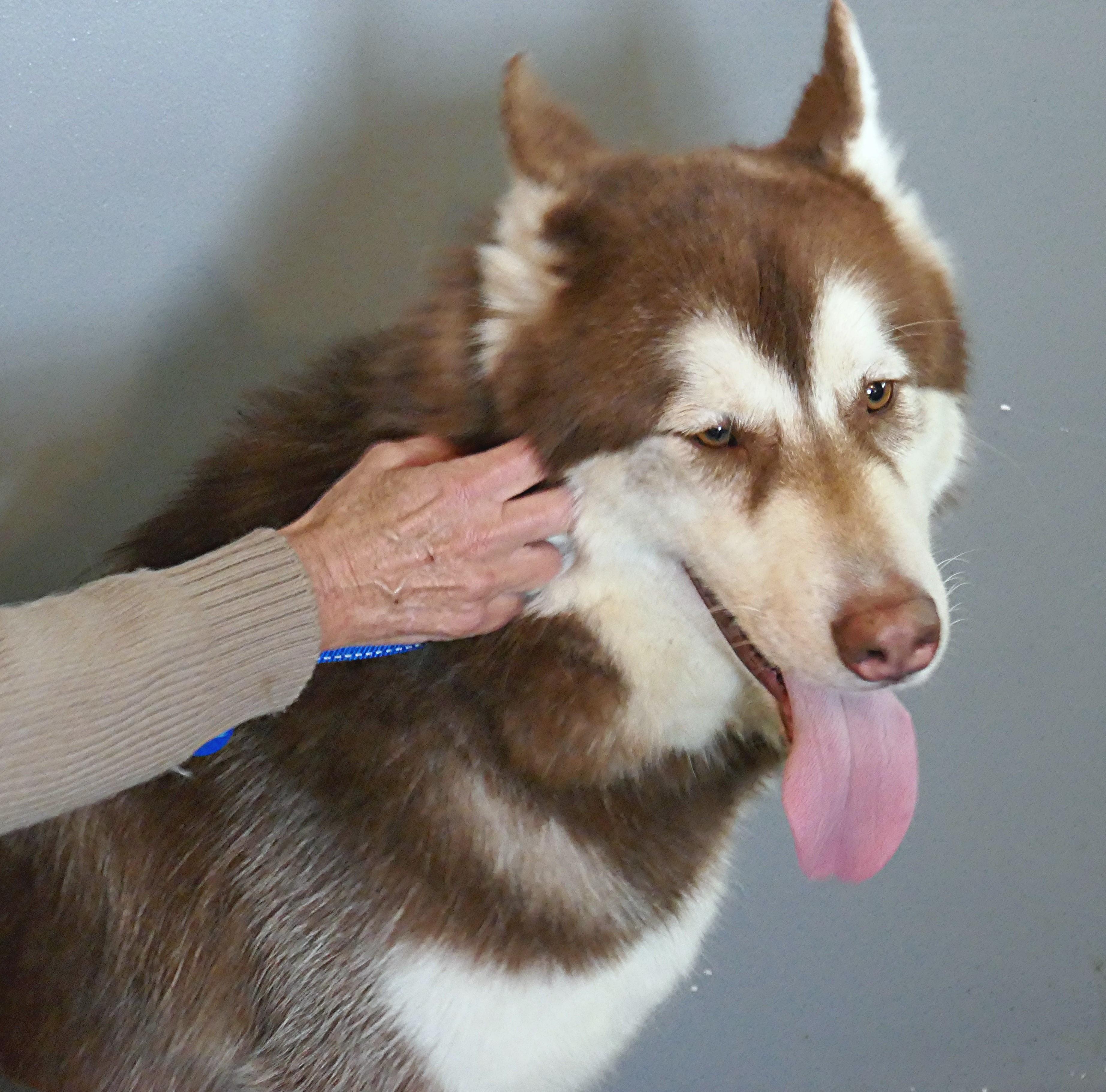 Enlarge BEAR-(See New Video! 2yo Poss Malberian, Big Boy Loves People & Dogs), a Adopted Siberian Husky in Indianapolis, IN image 5/6