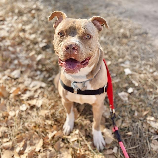 Enlarge BUTTERFINGER, a Adoptable Pit Bull Terrier in Aurora, CO image 1/1