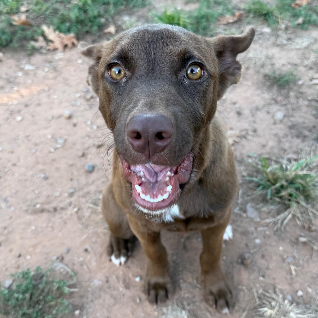 Enlarge Paisley, a Adoptable mixed breed in Stillwater, OK image 1/1