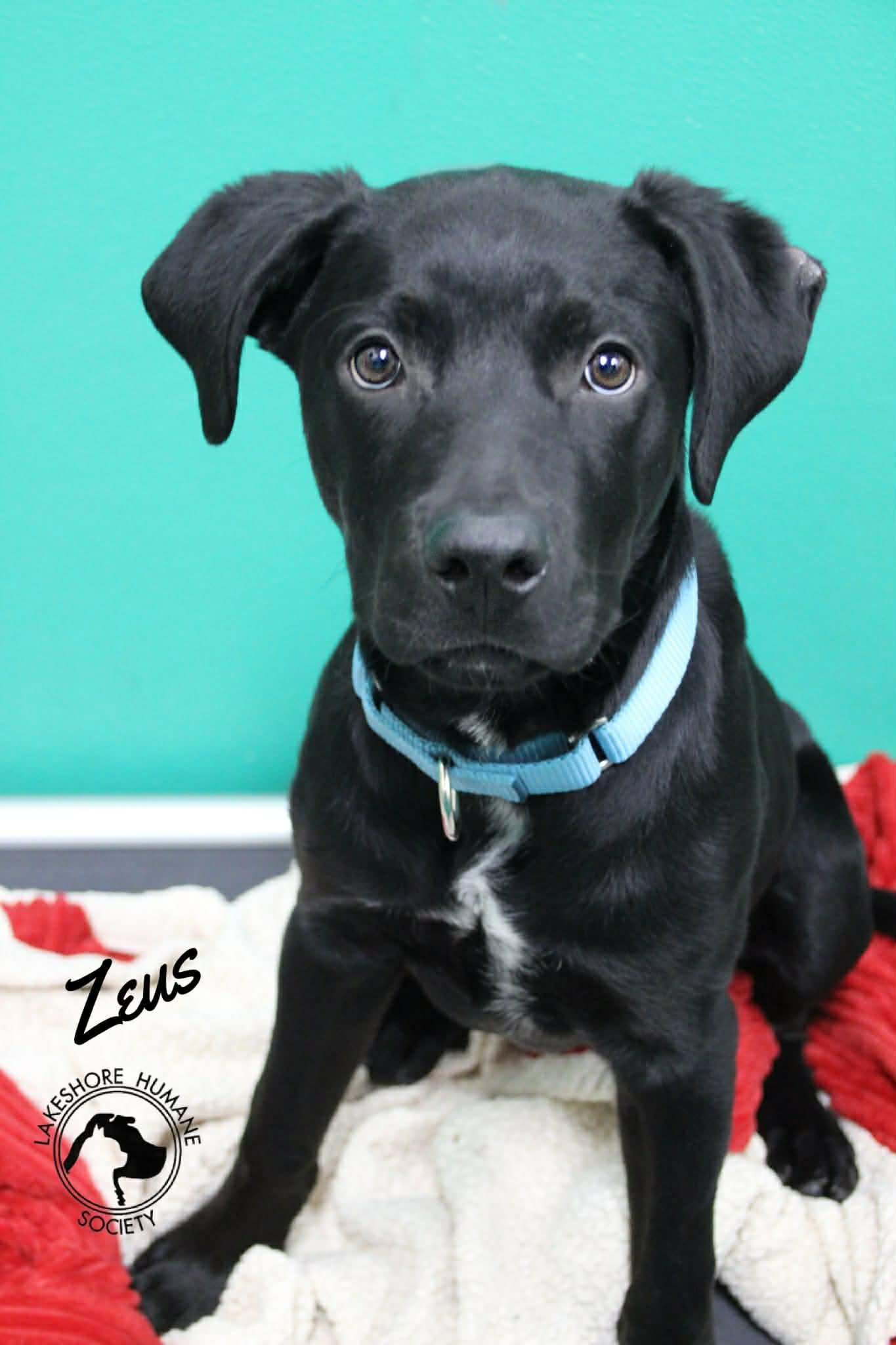 Zeus, ADOPTABLE, Young Male Black Labrador Retriever.