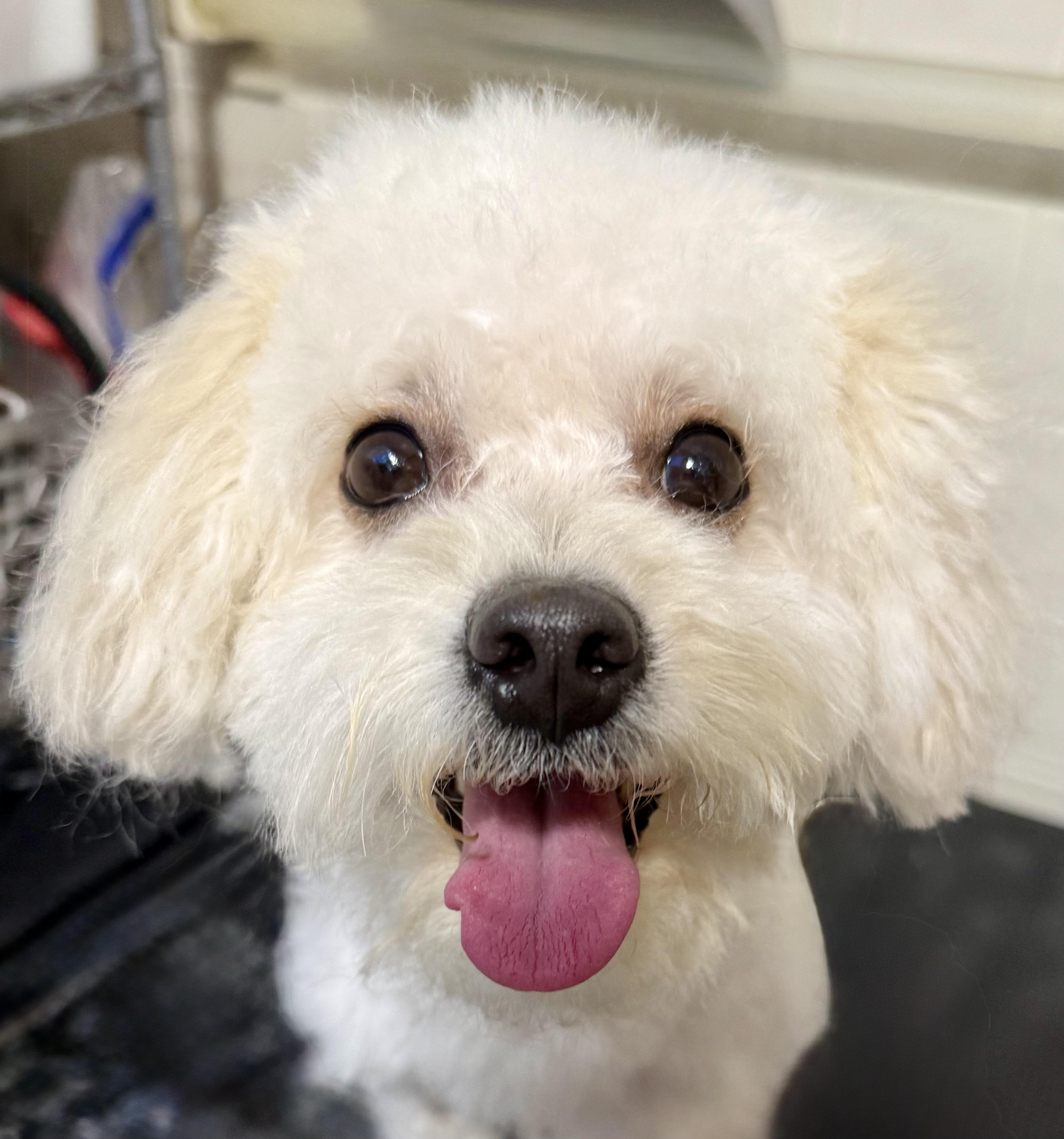 Ella, adopted, Adult Female Poodle & Bichon Frise.