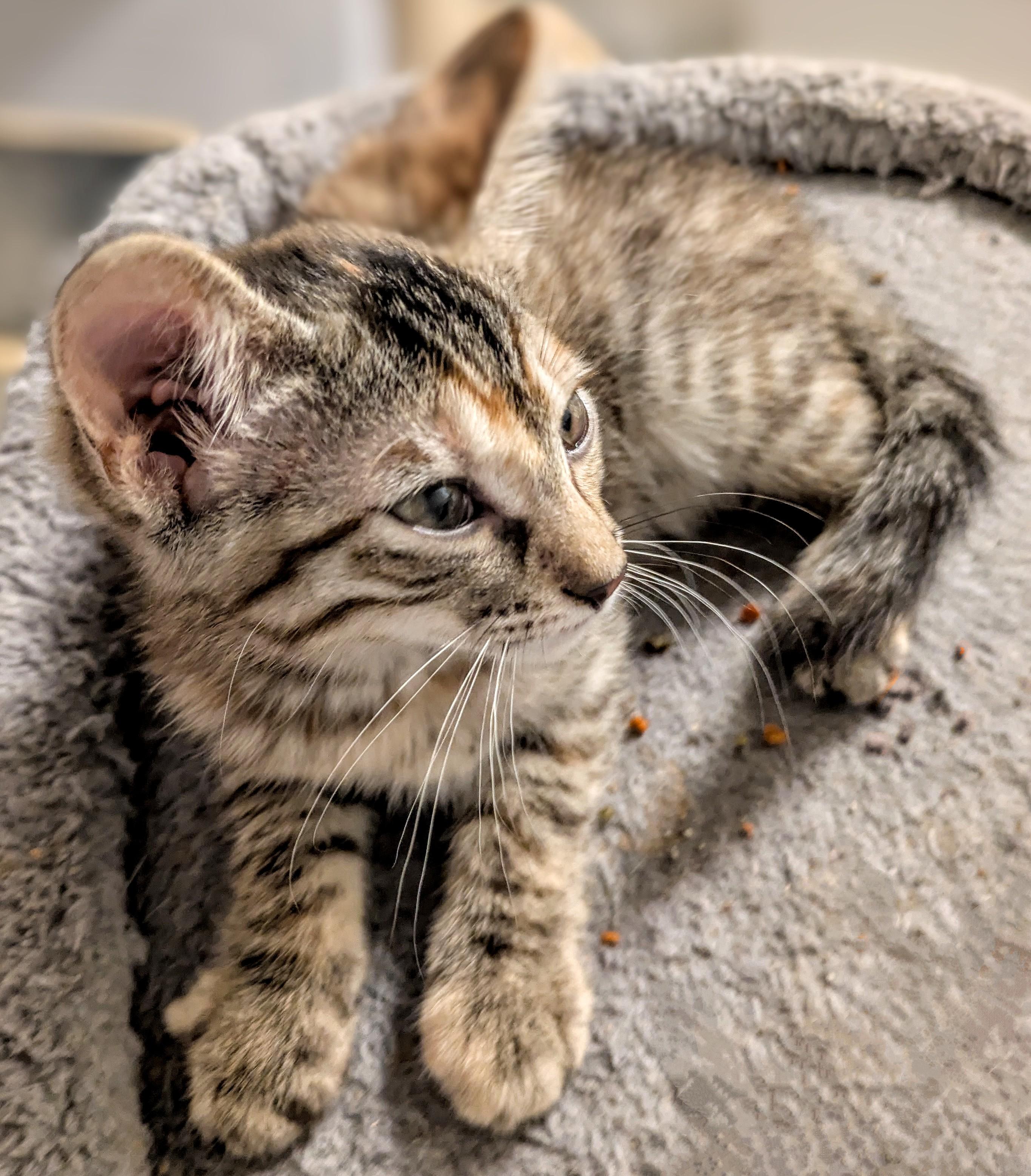 Penny Pearl - Courtesy Post, Baby Female Domestic Short Hair