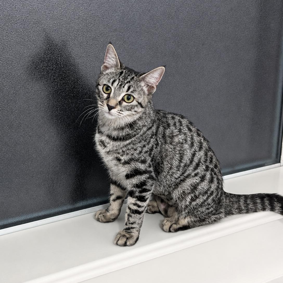 Enlarge Athena II, a Adoptable Domestic Short Hair in West Seneca, NY image 3/4