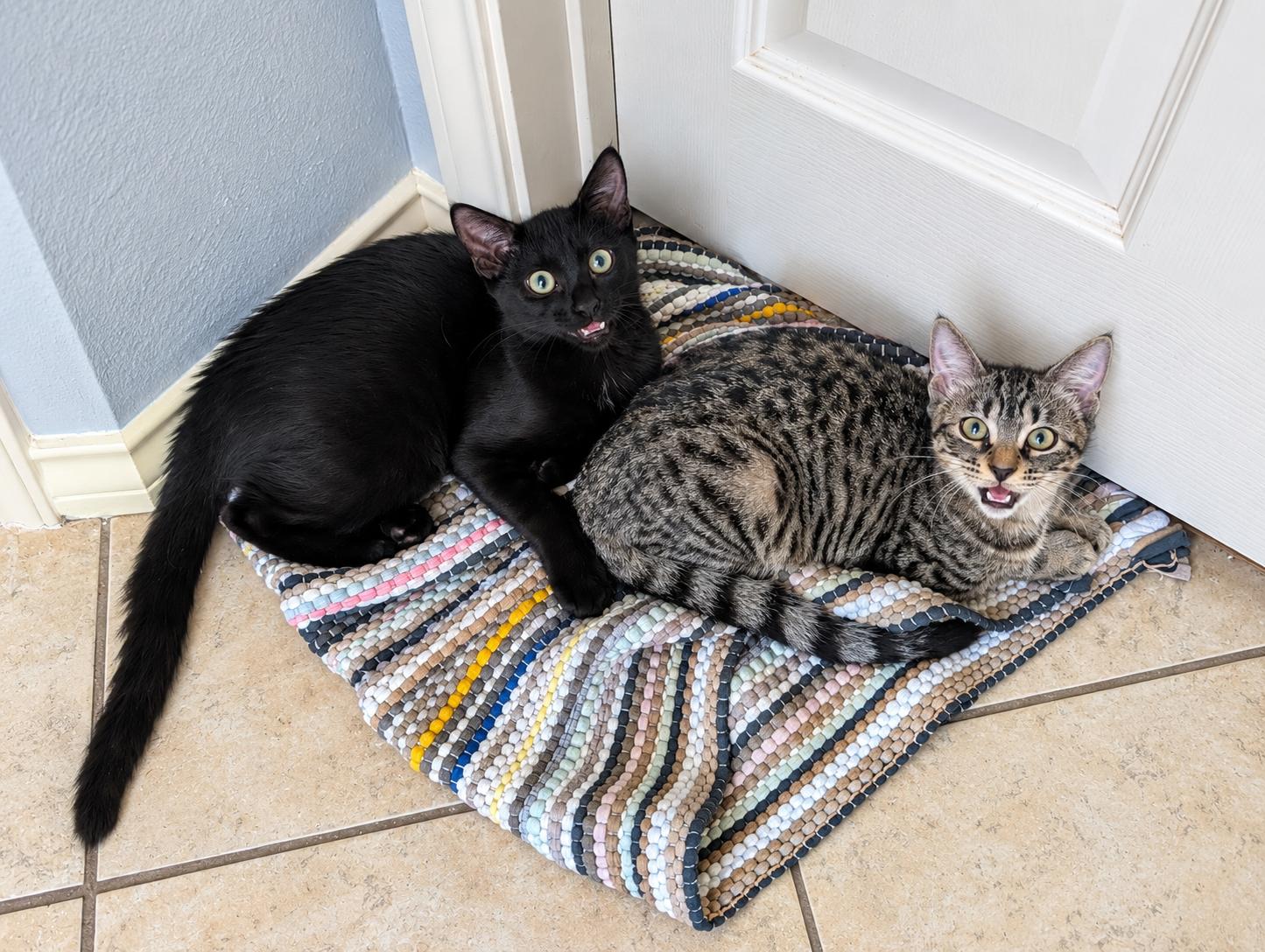 Enlarge Athena II, a Adoptable Domestic Short Hair in West Seneca, NY image 2/4