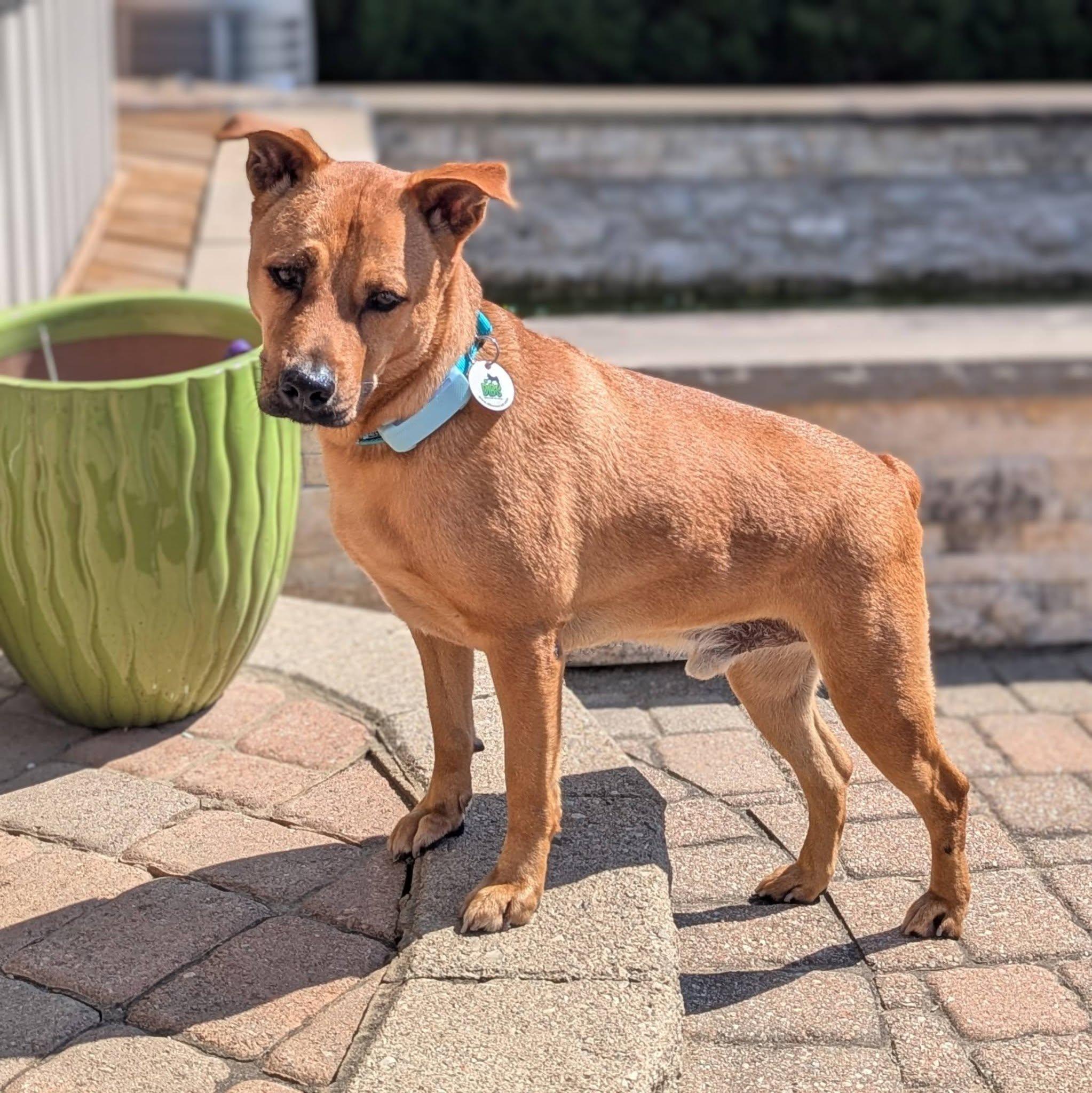 Pumba, a Adoptable mixed breed in Barrie, ON image 4/6
