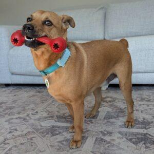 Pumba, a Adoptable mixed breed in Barrie, ON image 1/6