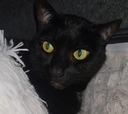 Runt, Adoptable, Senior Female Domestic Short Hair & Domestic Short Hair.