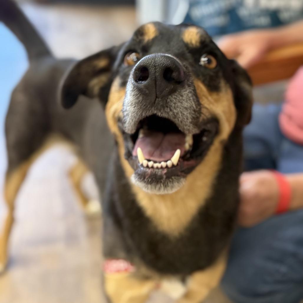 Rufus, Adoptable, Adult Male Shepherd.