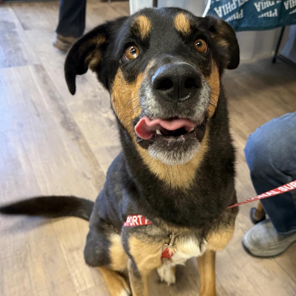 Enlarge Rufus, a Adoptable Shepherd in Durango, CO image 2/2