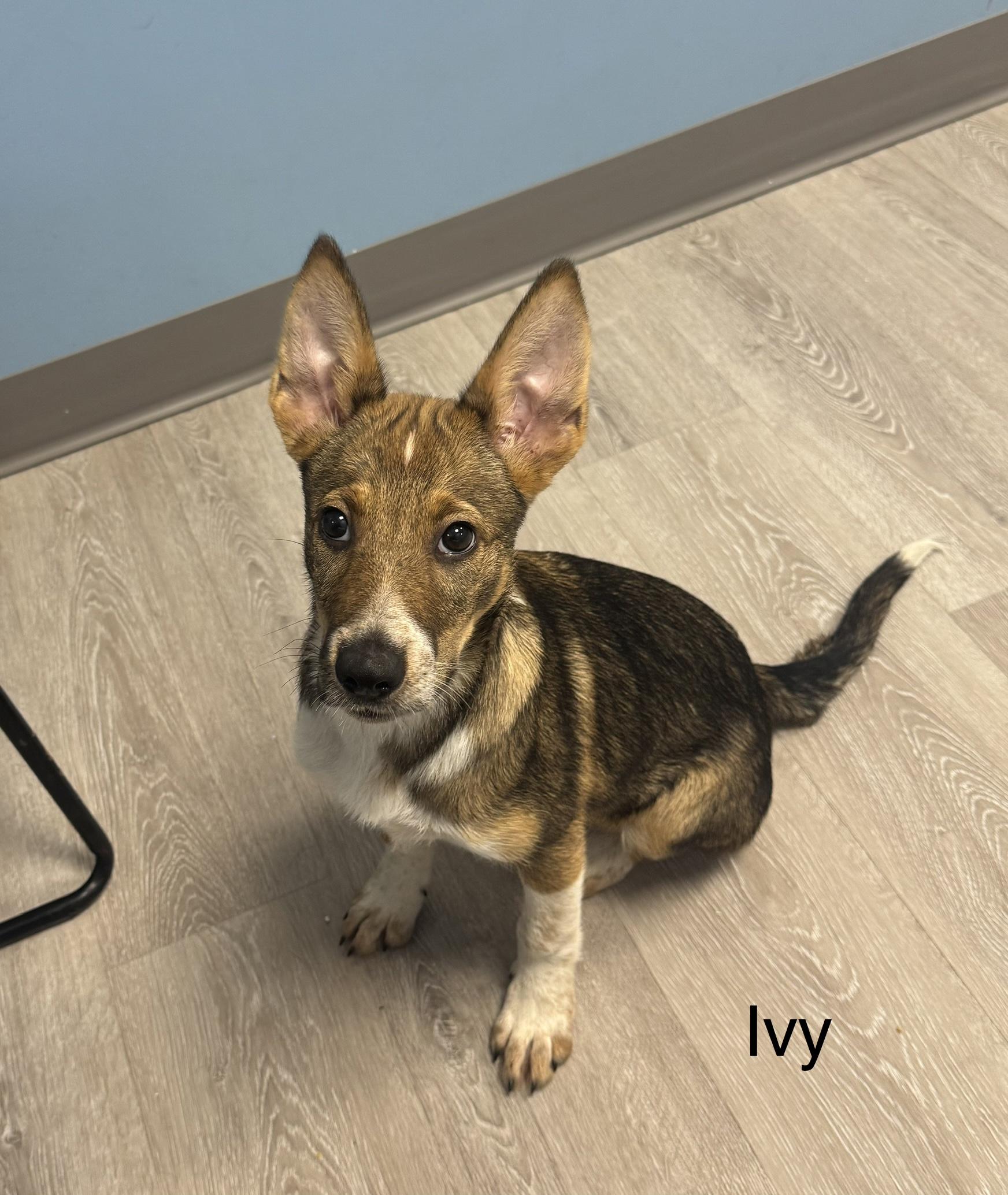 Ivy, Adoptable, Young Female Shepherd.