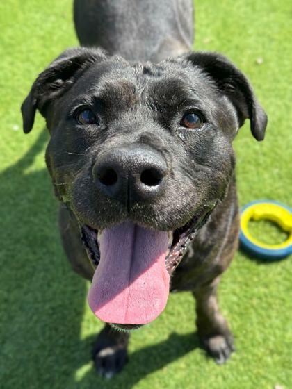 Kara - 2, Adoptable, Adult Female Mixed Breed & Labrador Retriever.