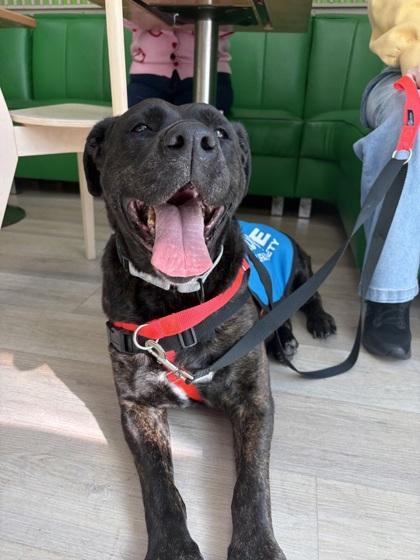 Enlarge Kara - 2, a Adoptable mixed breed in Daytona Beach, FL image 1/1