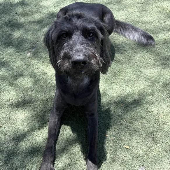 Winston, adopted, Adult Male Labradoodle.