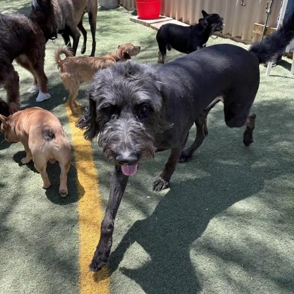 Enlarge Winston, an adopted Labradoodle in Queen Creek, AZ image 2/3