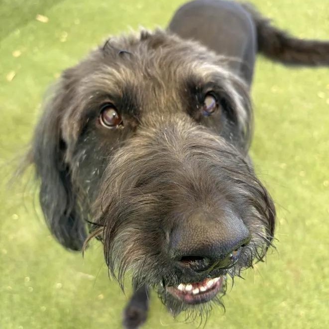 Enlarge Winston, an adopted Labradoodle in Queen Creek, AZ image 3/3
